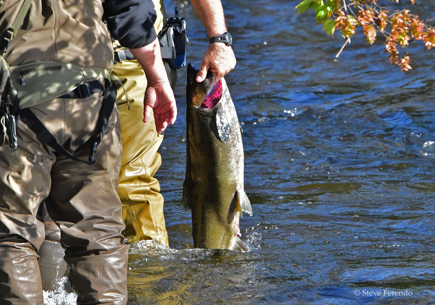 "Natural World" Through My Camera Salmon Spawning Run, Salmon River